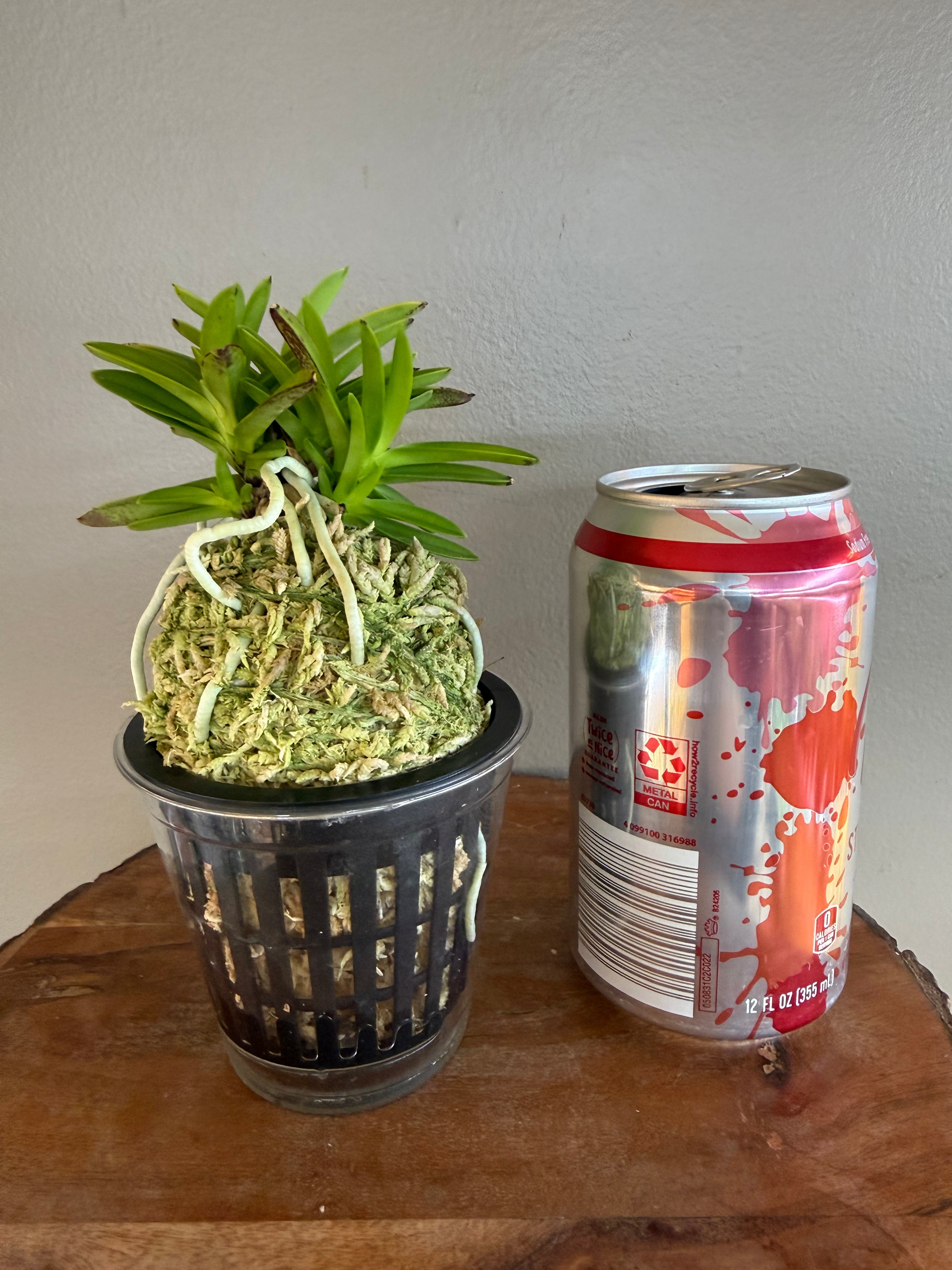 Neofinetia falcata Okjam 玉簪 – Helen's Orchid House