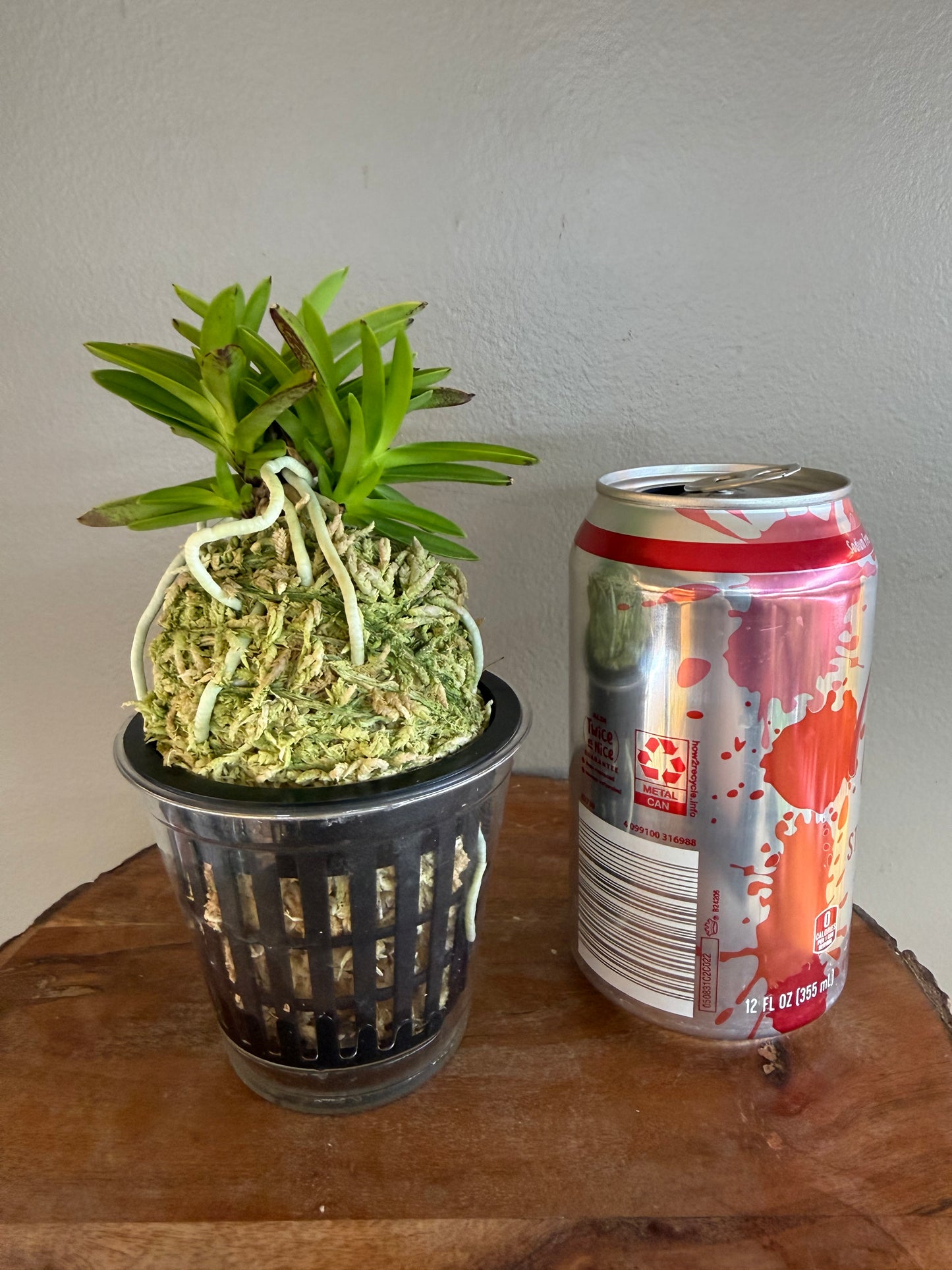 Neofinetia falcata Okjam 玉簪