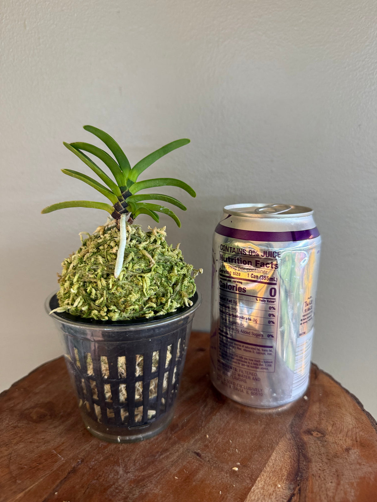 Neofinetia falcata Kokuryu 黒龍