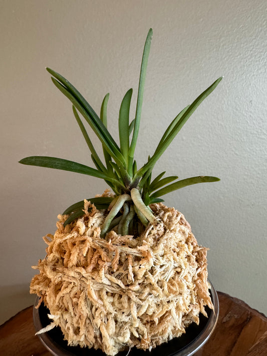 Neofinetia falcata Yamahoko 山鉾