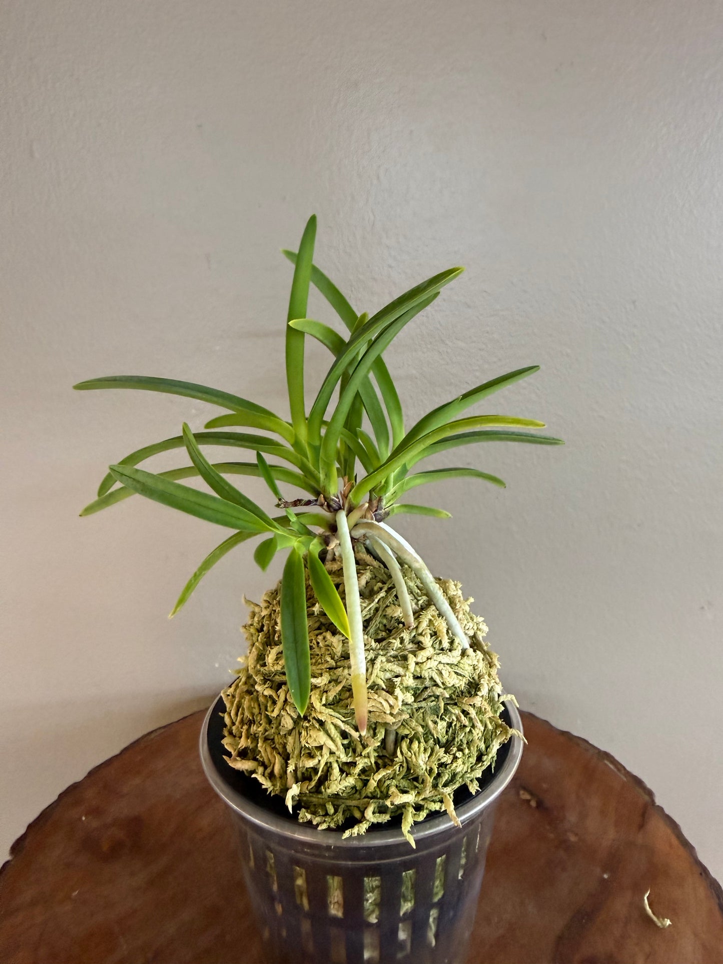 Neofinetia falcata Kouya no Hana 高野の華