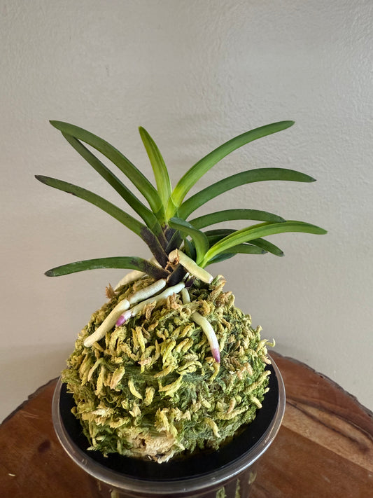 Neofinetia falcata Yomeimon 陽明門