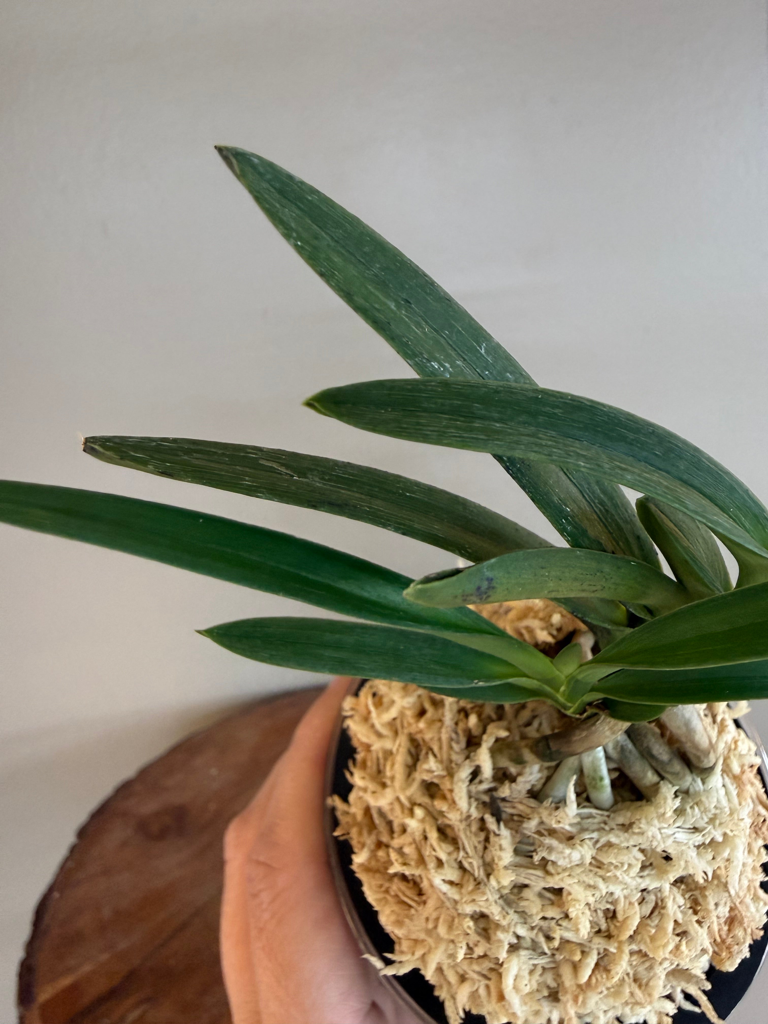 Neofinetia falcata Takaranoshi 宝熨斗 – Helen's Orchid House