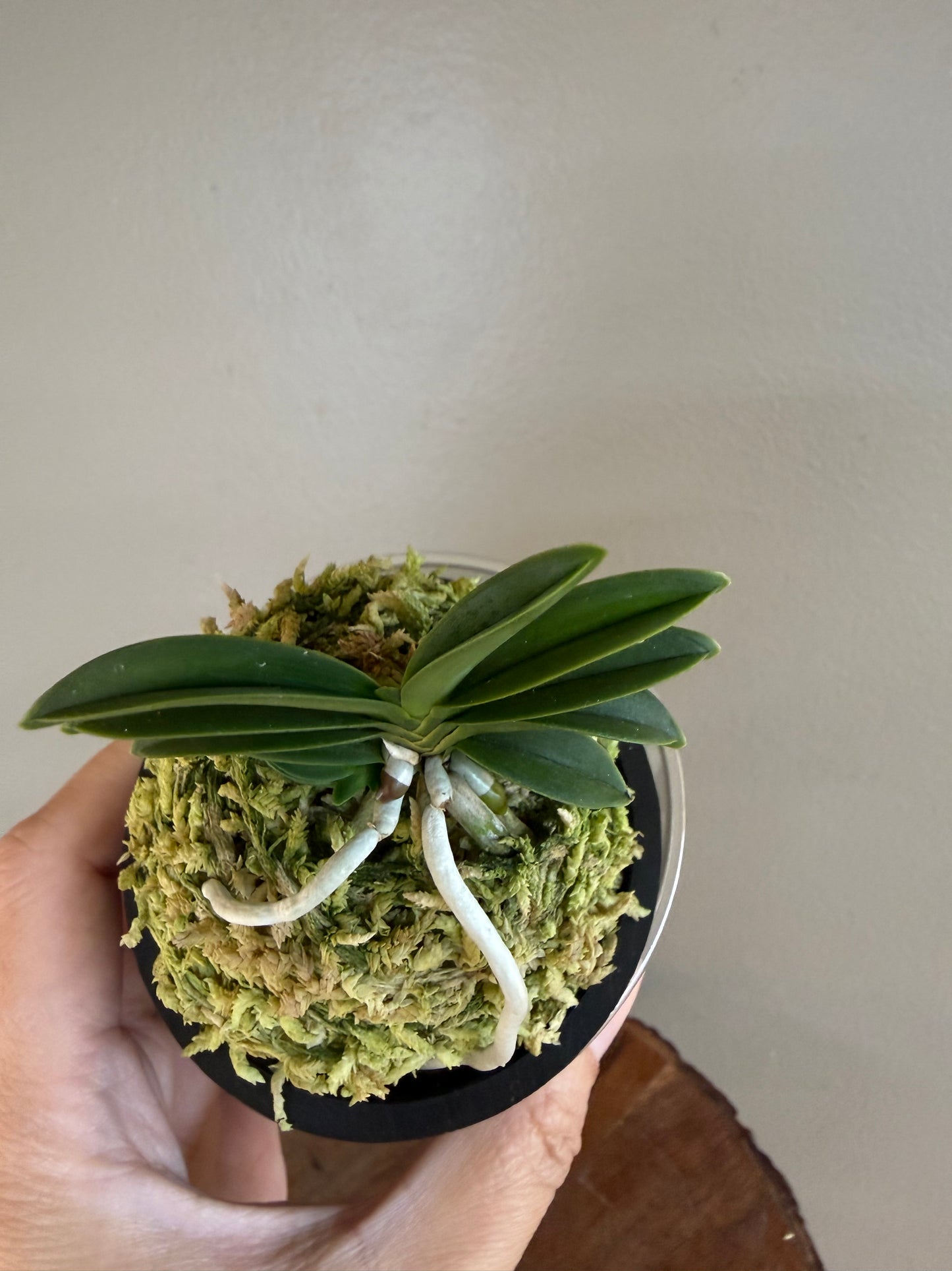 Neofinetia falcata Dojangwon (Jangwon+Honghyeon) 桃壯元