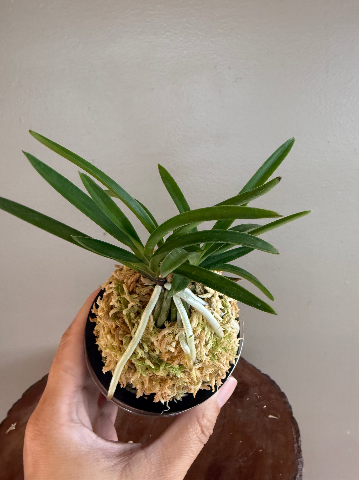 Neofinetia falcata Kibana 黃花