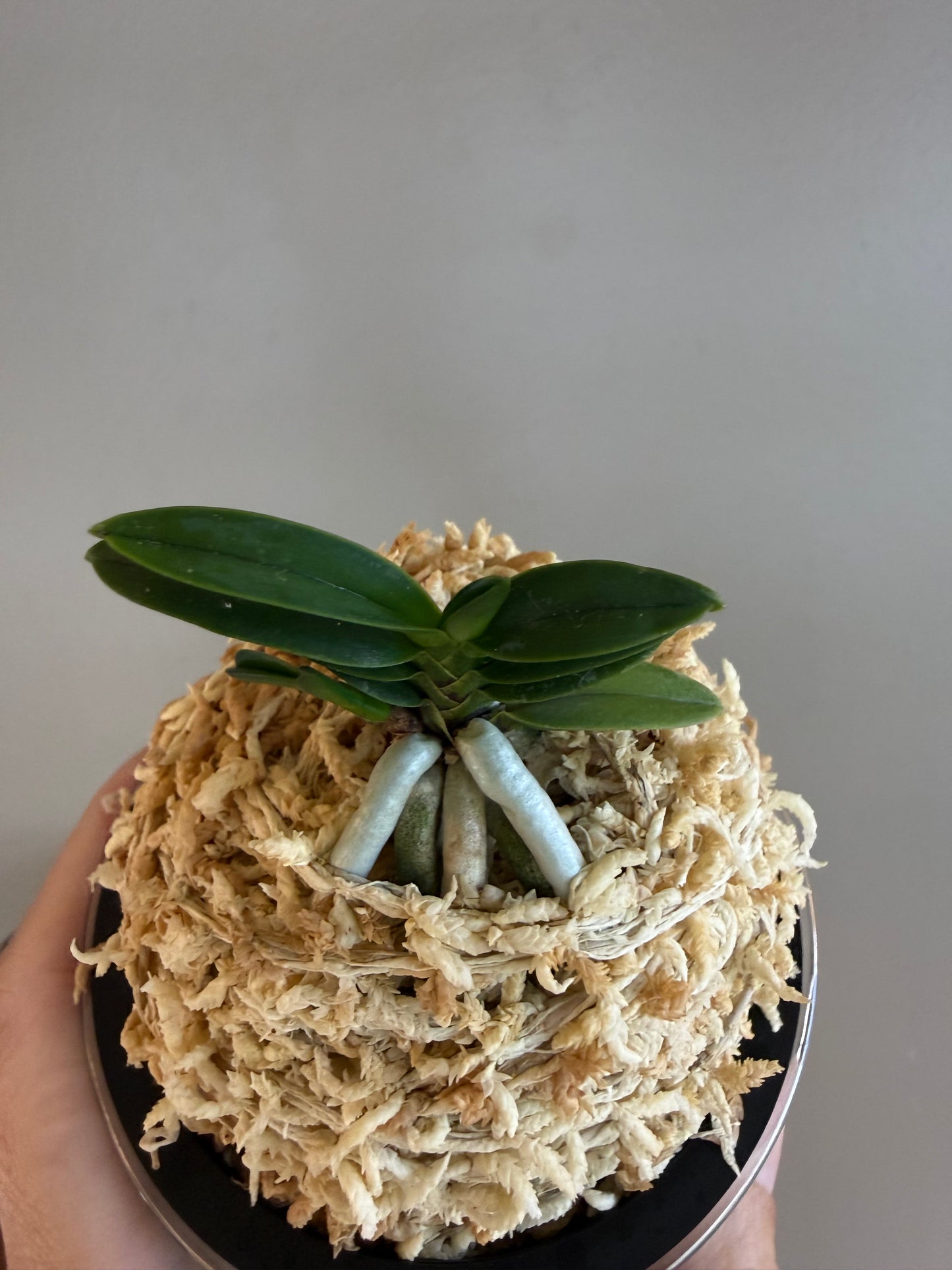 Neofinetia falcata Kuroshinju 黒真珠