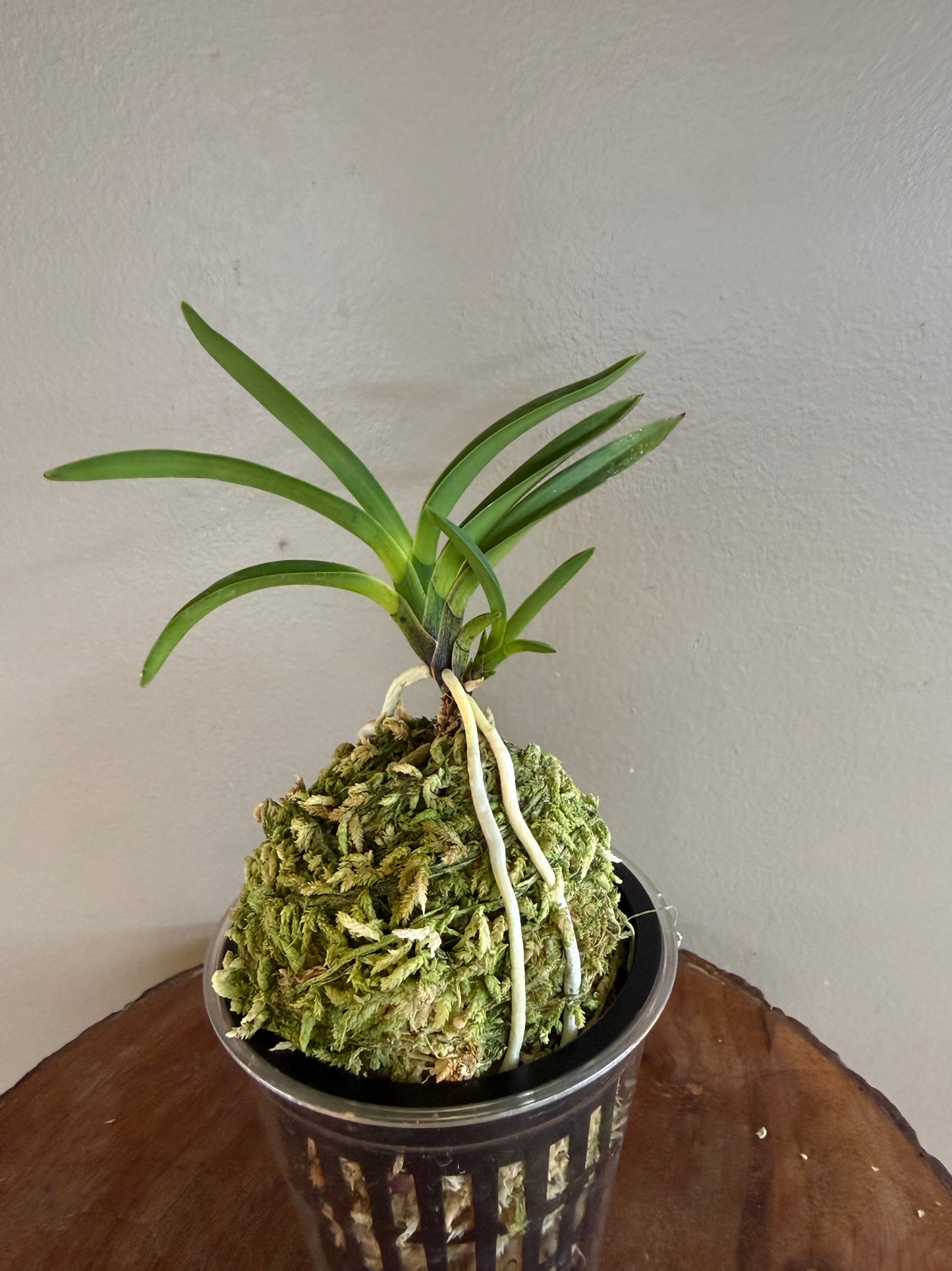 Neofinetia falcata Taiga 大河