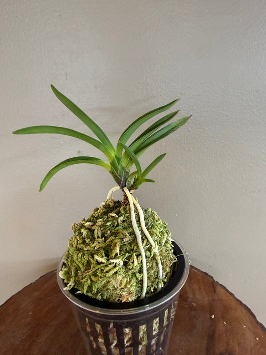 Neofinetia falcata Taiga 大河