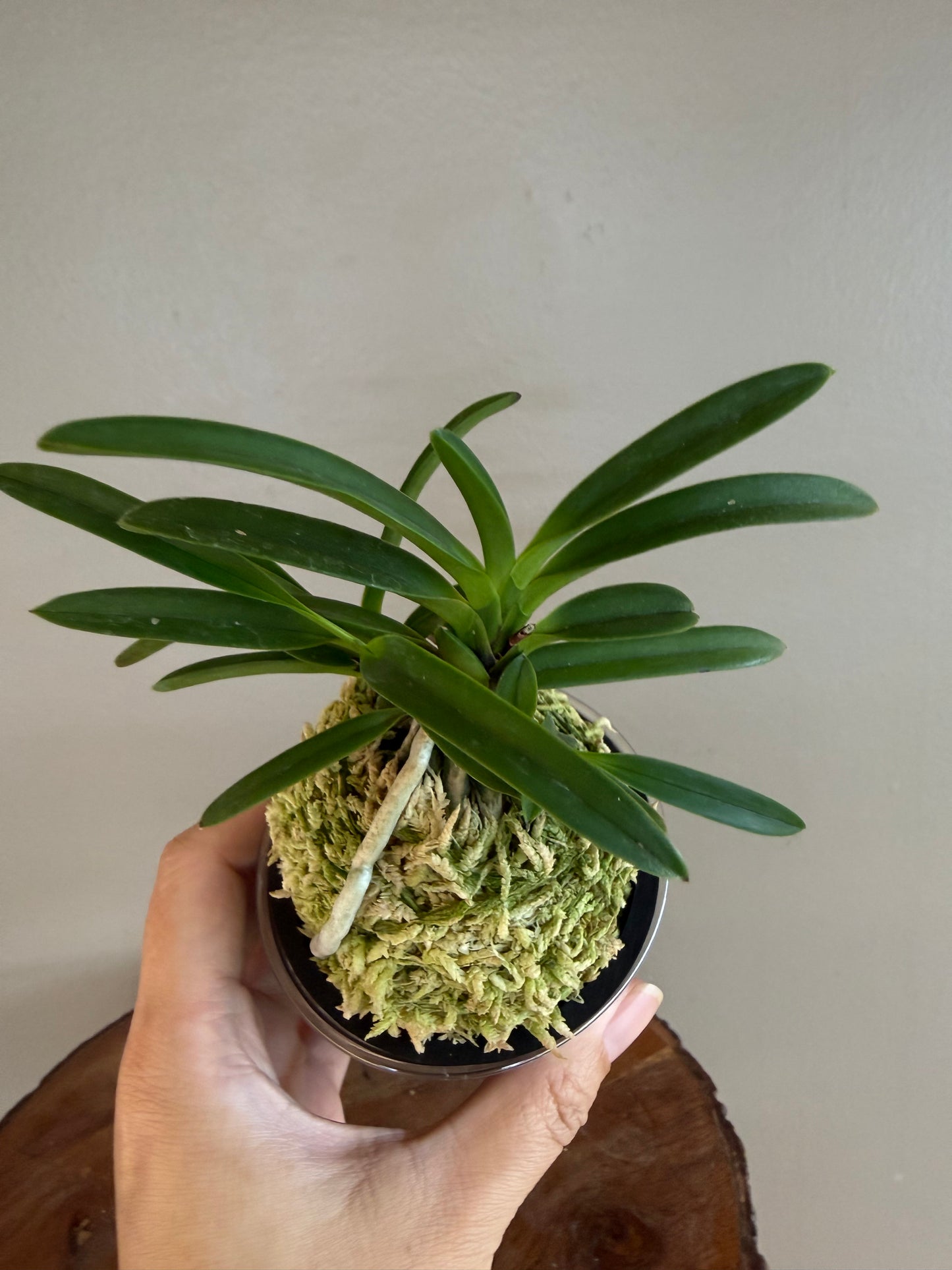 Neofinetia falcata Ja-ya (Honggang*Oushukuume) 紫也