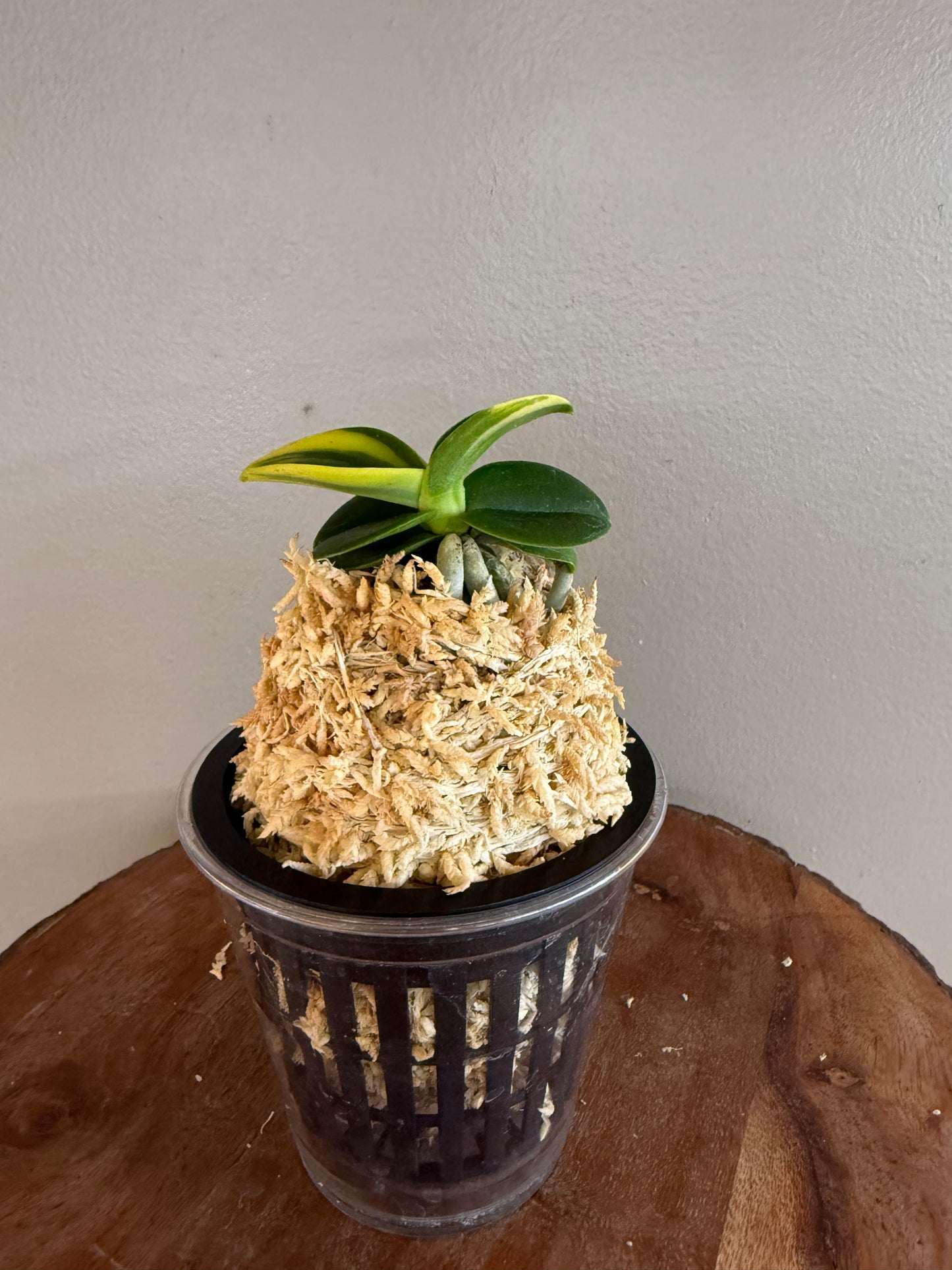 Sedirea japonica Minmaru Shima 明丸錦