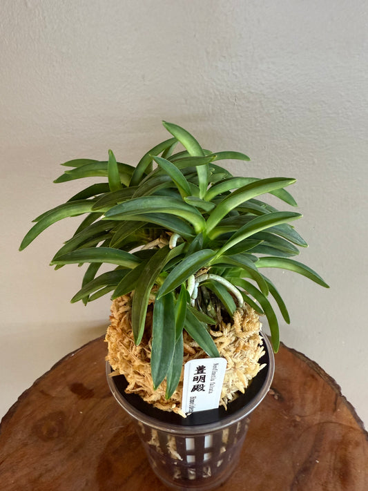 Neofinetia falcata Homeiden 豊明殿