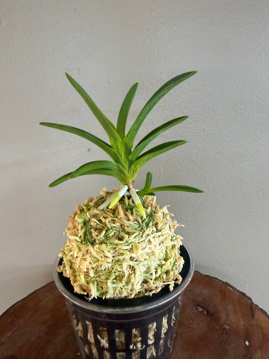Neofinetia falcata Ushiwakamaru 牛若丸
