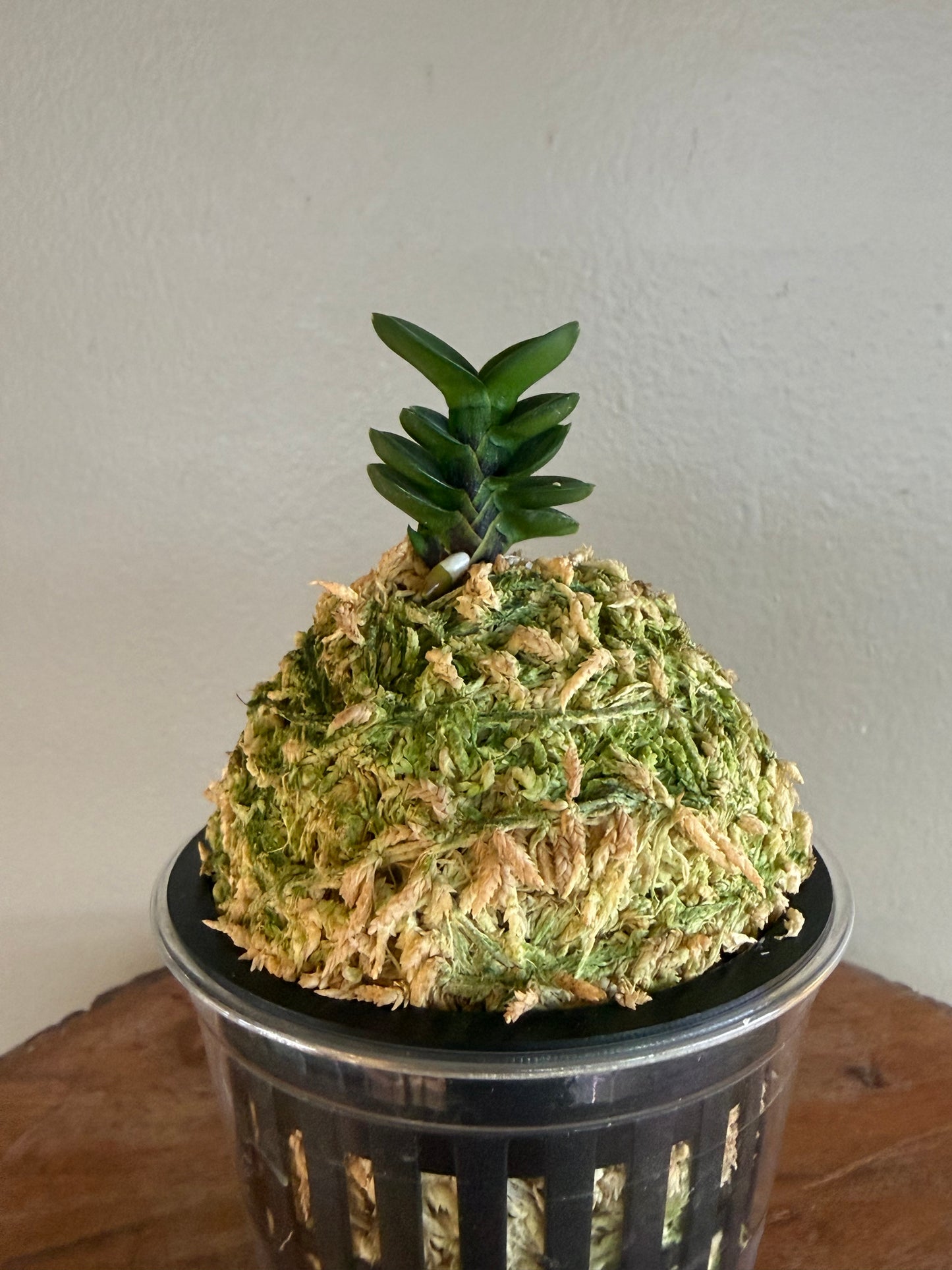 Neofinetia falcata Bulihwan 不二丸