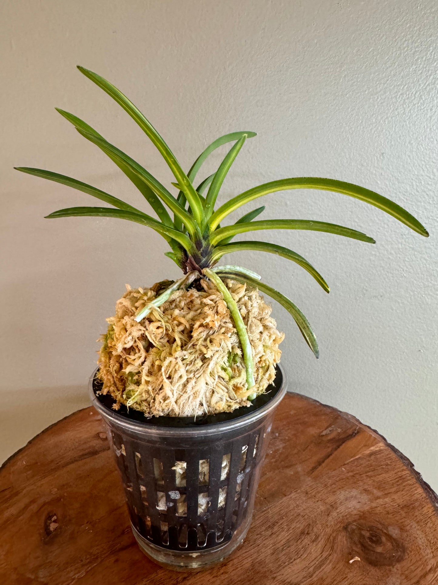 Neofinetia falcata Kinkabuto 金兜