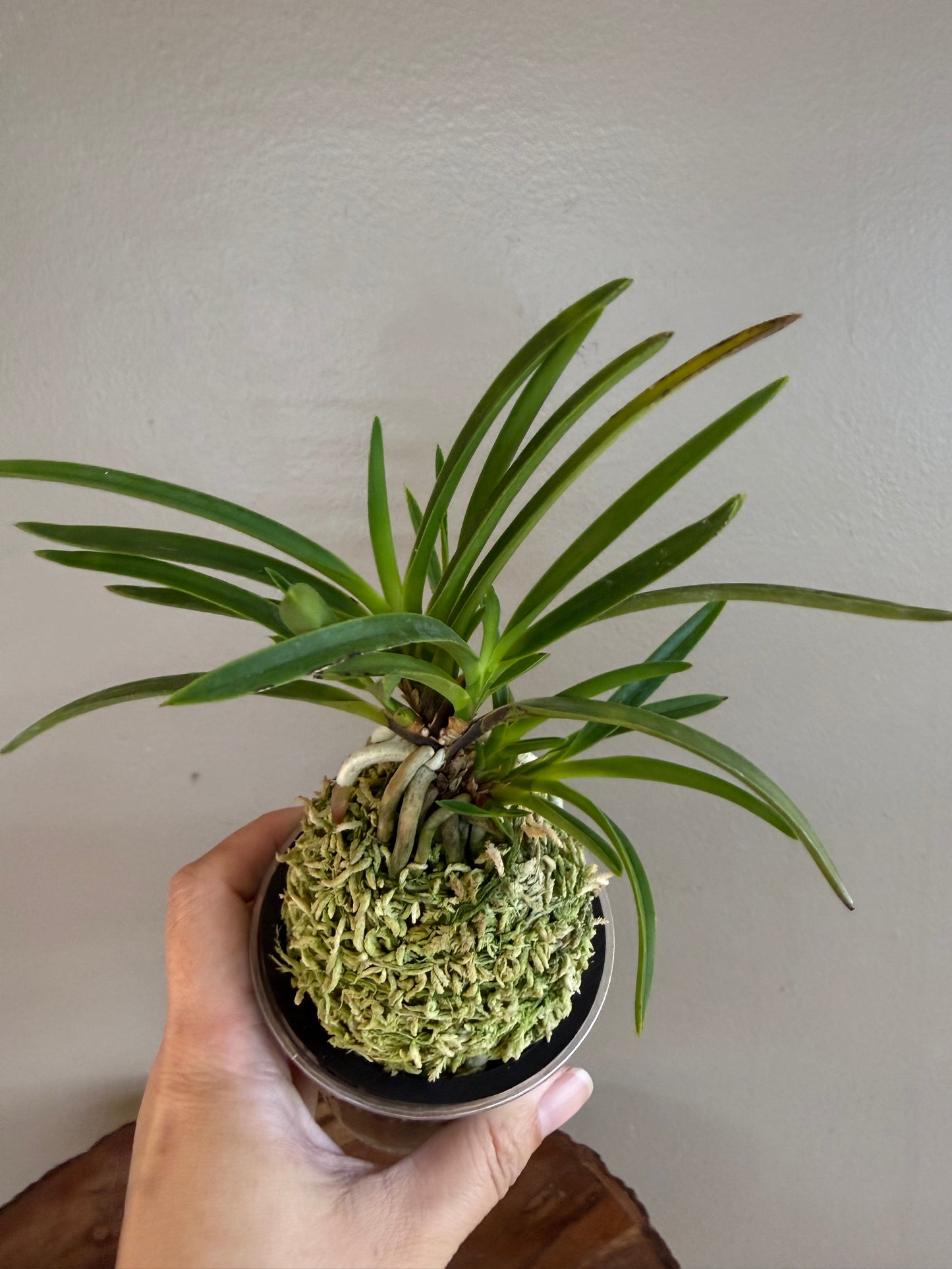 Neofinetia falcata Shunkyuden 春及殿
