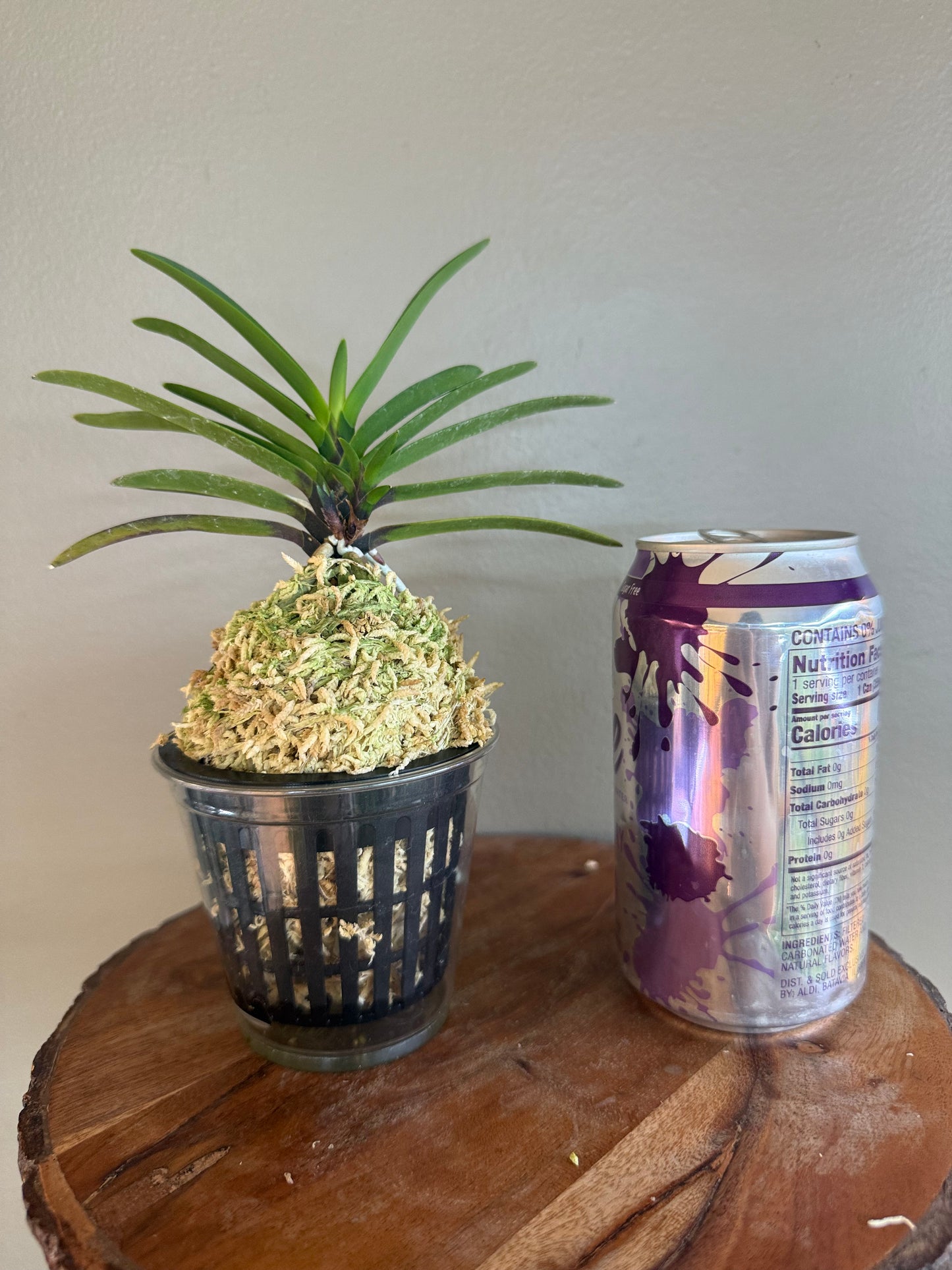 Neofinetia falcata Hanakanzashi 花簪