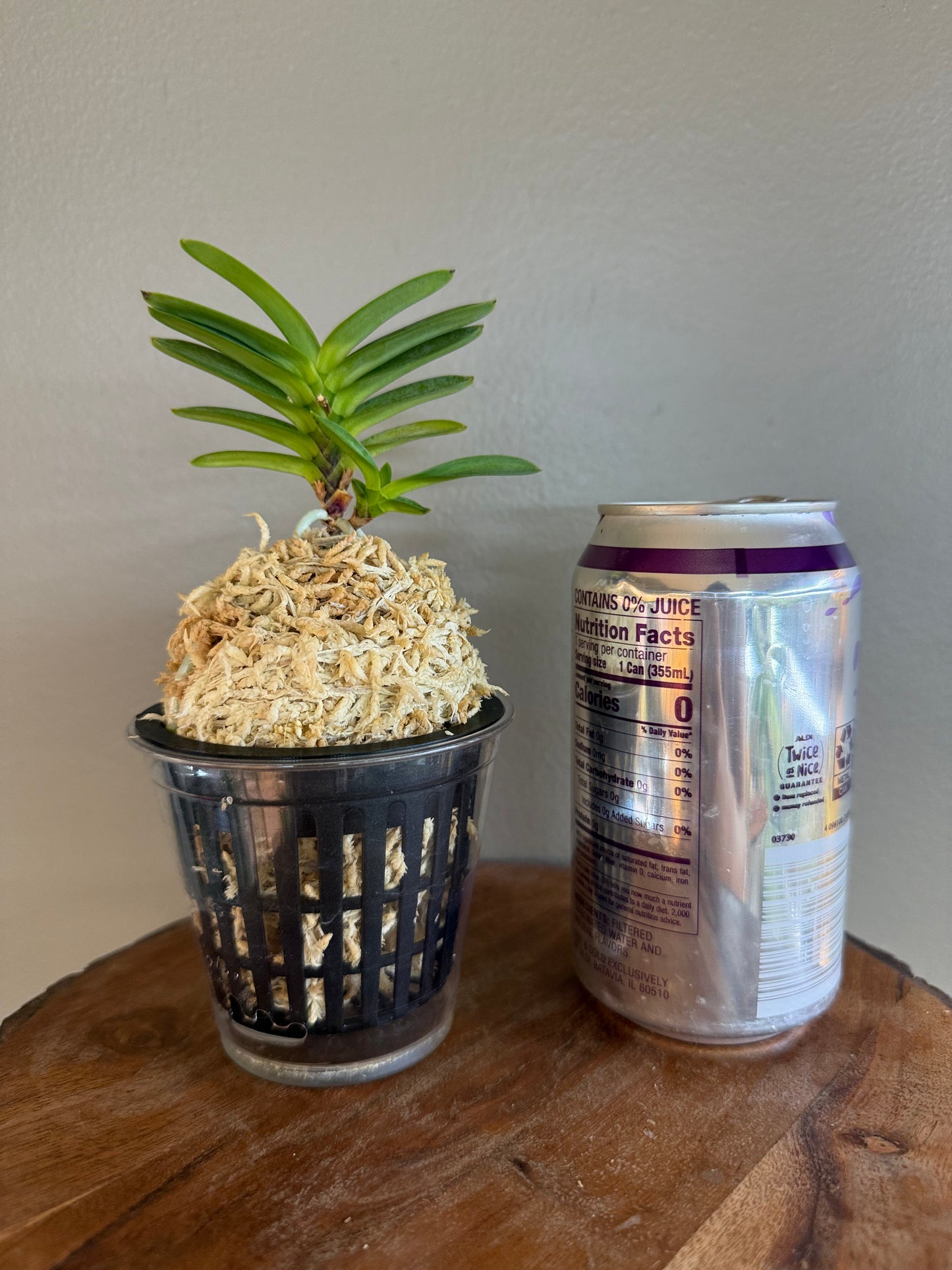 Neofinetia falcata Hwangok 黃玉