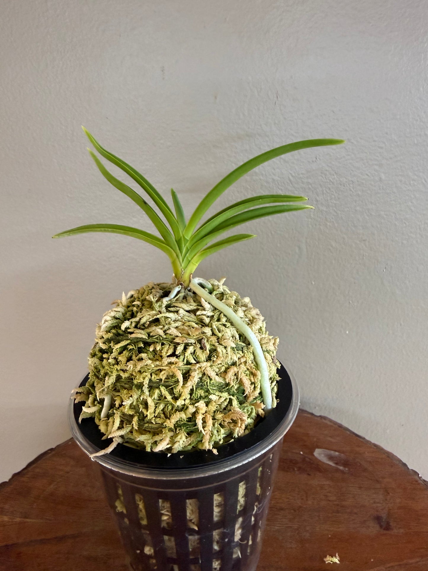 Neofinetia falcata Samwonhong 三元紅