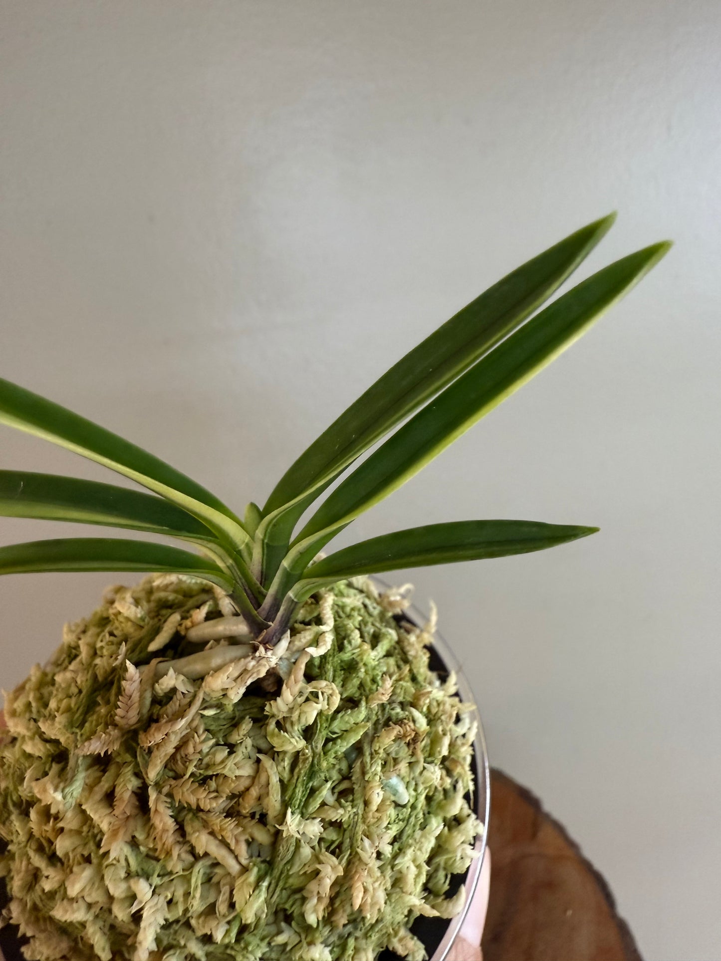 Neofinetia falcata Taikouhou 太公望