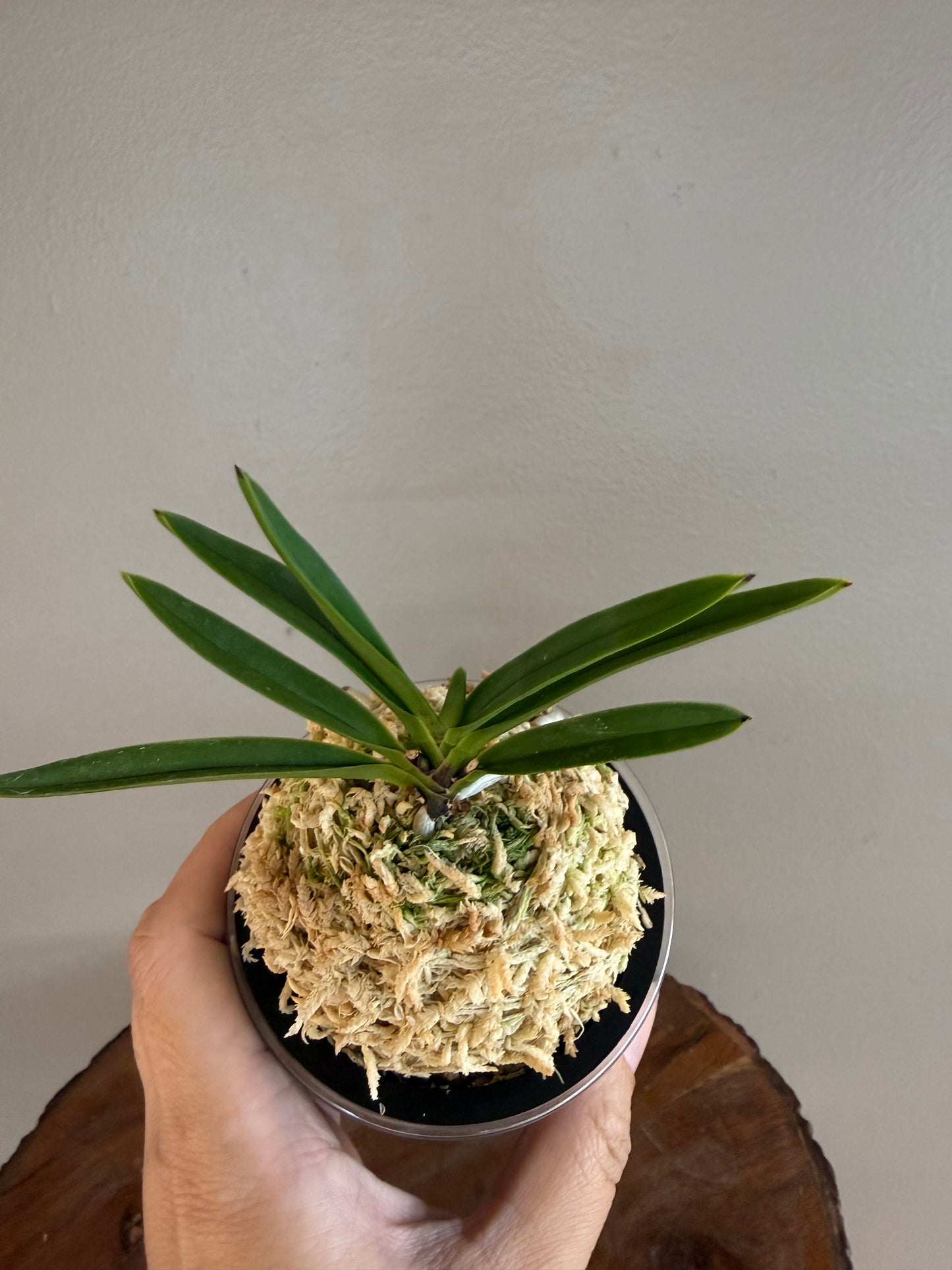 Neofinetia falcata Mangekyo 万華境