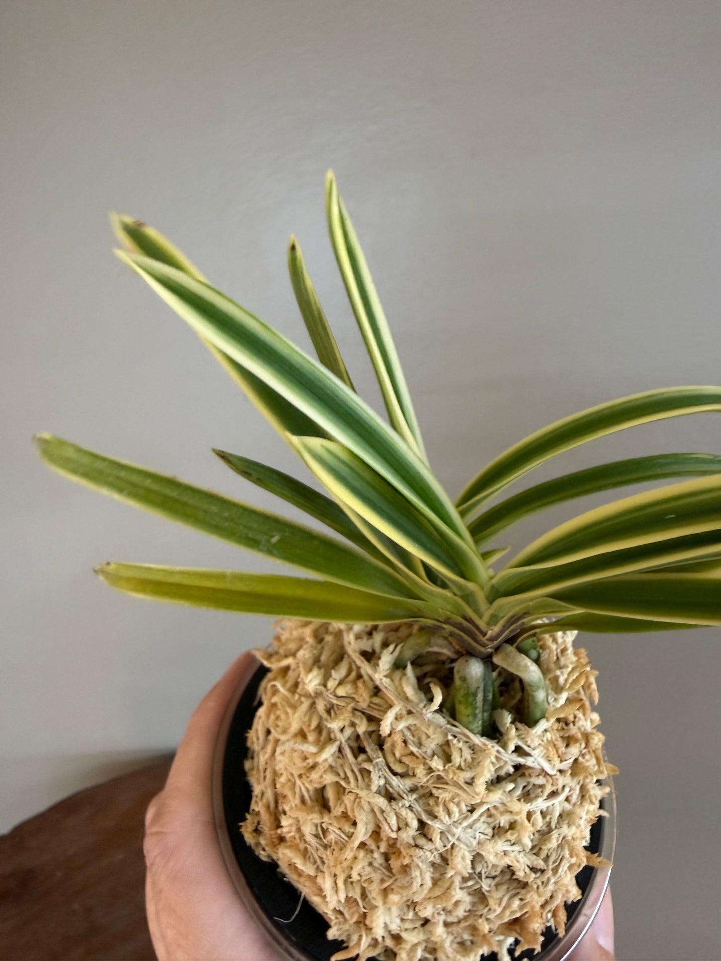 Neofinetia falcata Gojo Fukurin 御城覆輪