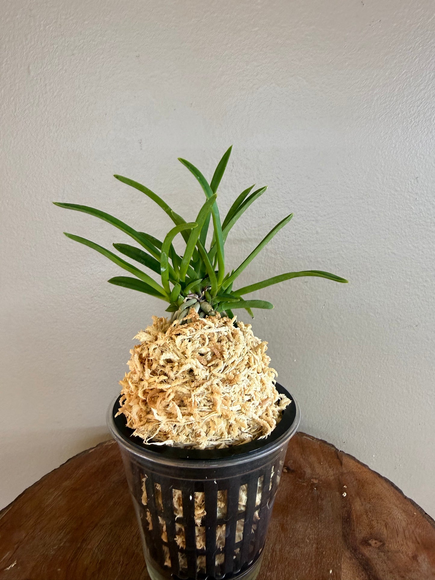 Neofinetia falcata Hisui 翡翠