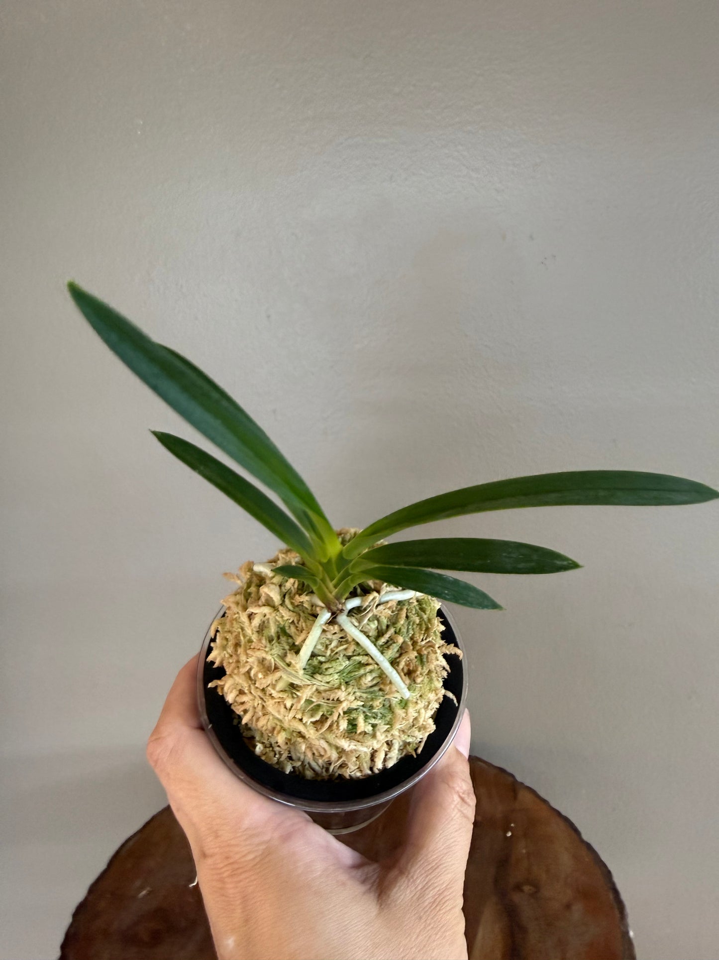 Neofinetia falcata Hakutenko 白天晃