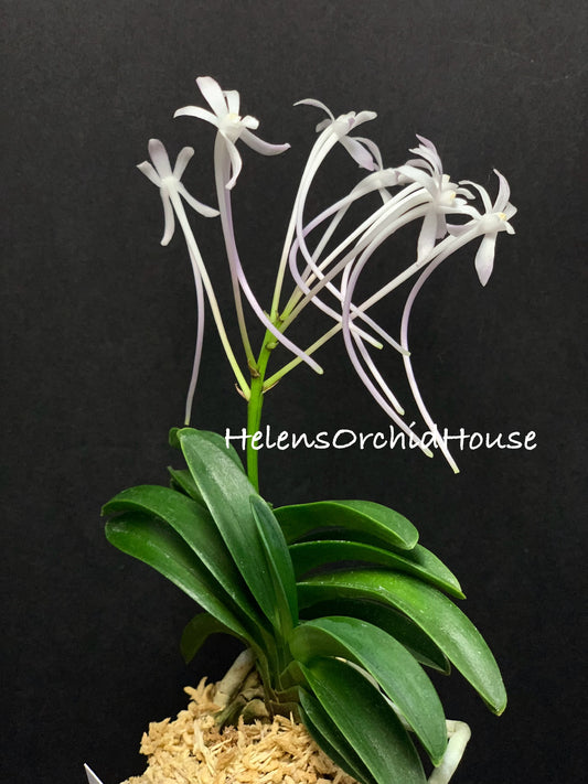 Neofinetia falcata Janggun 將軍