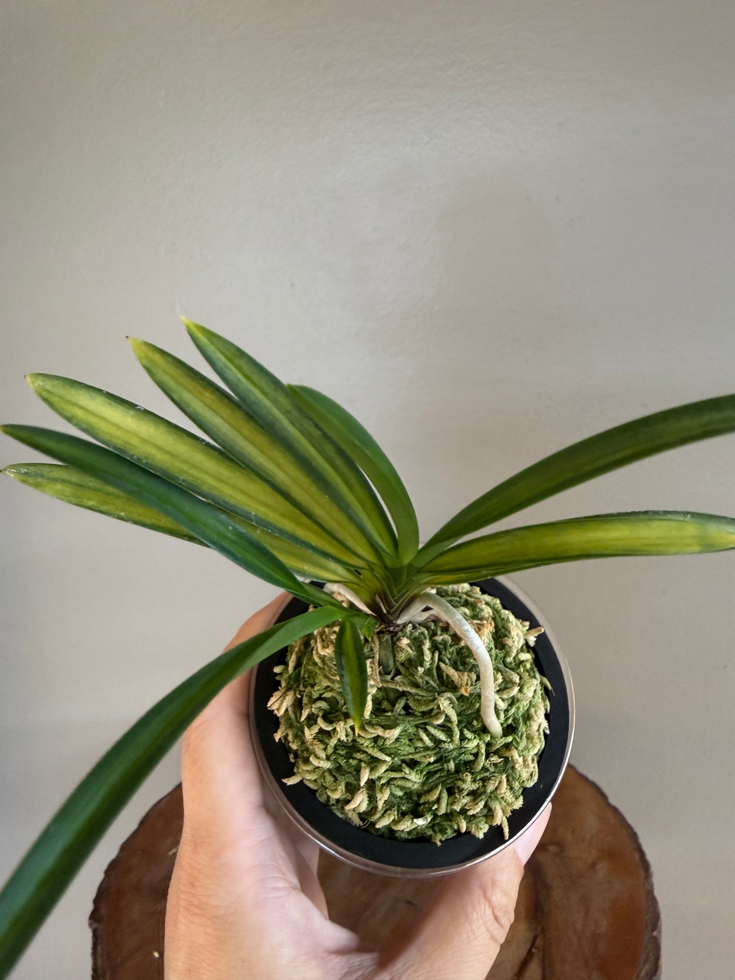 Neofinetia falcata Akebono 曙