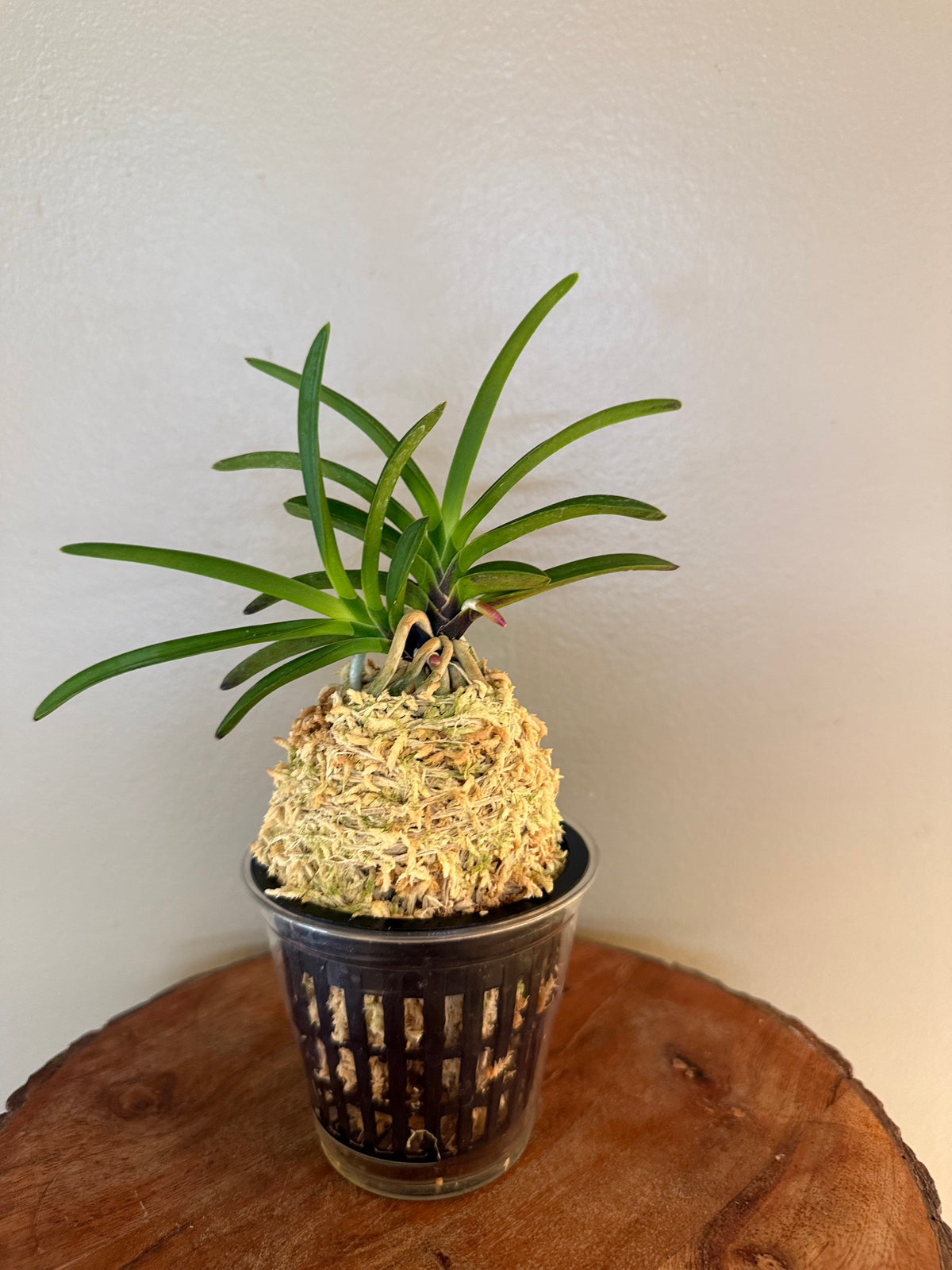 Neofinetia falcata Hong-ya (Honggang*Oushukuume) 紅也