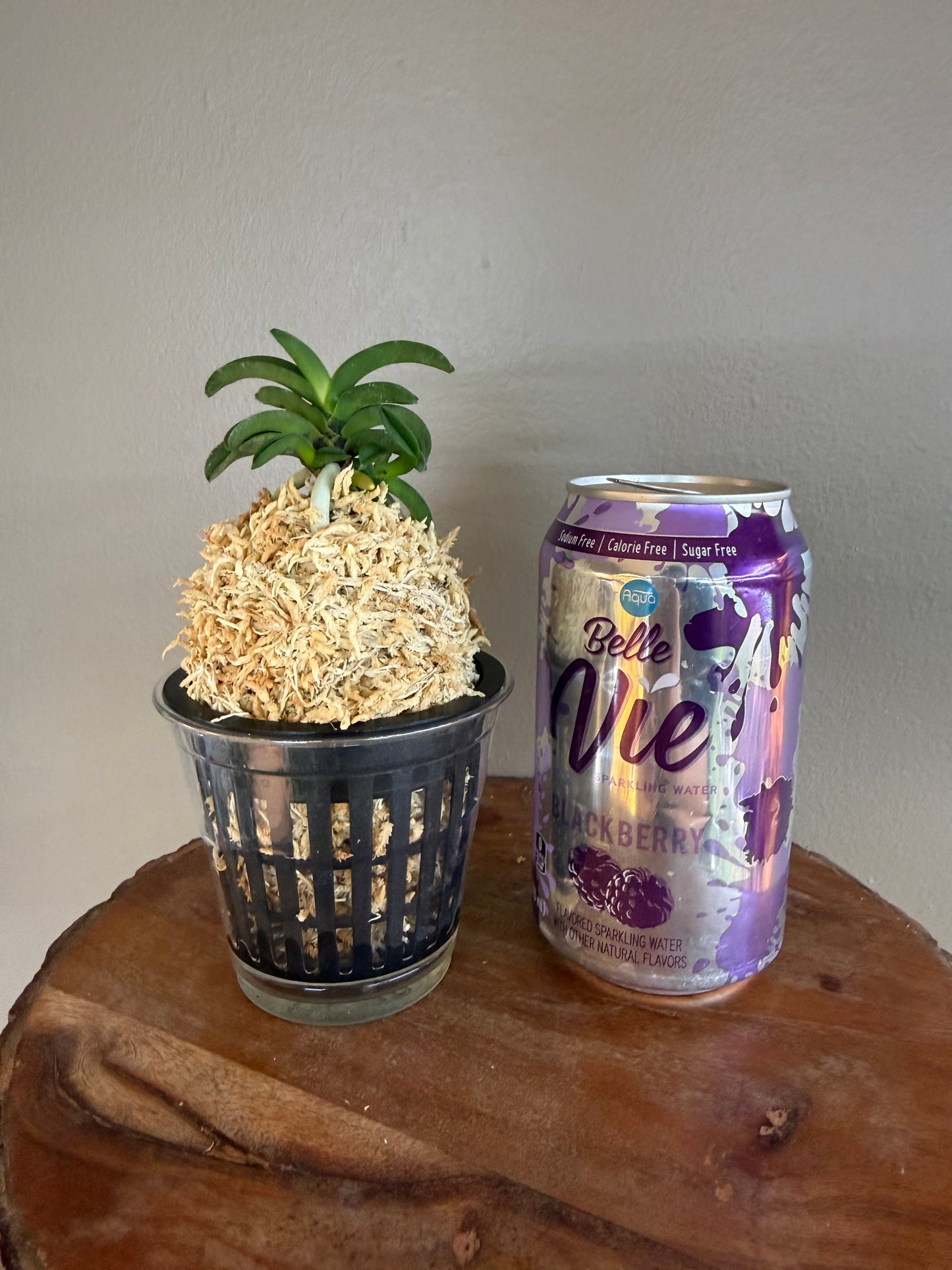 Neofinetia falcata Seikai 青海