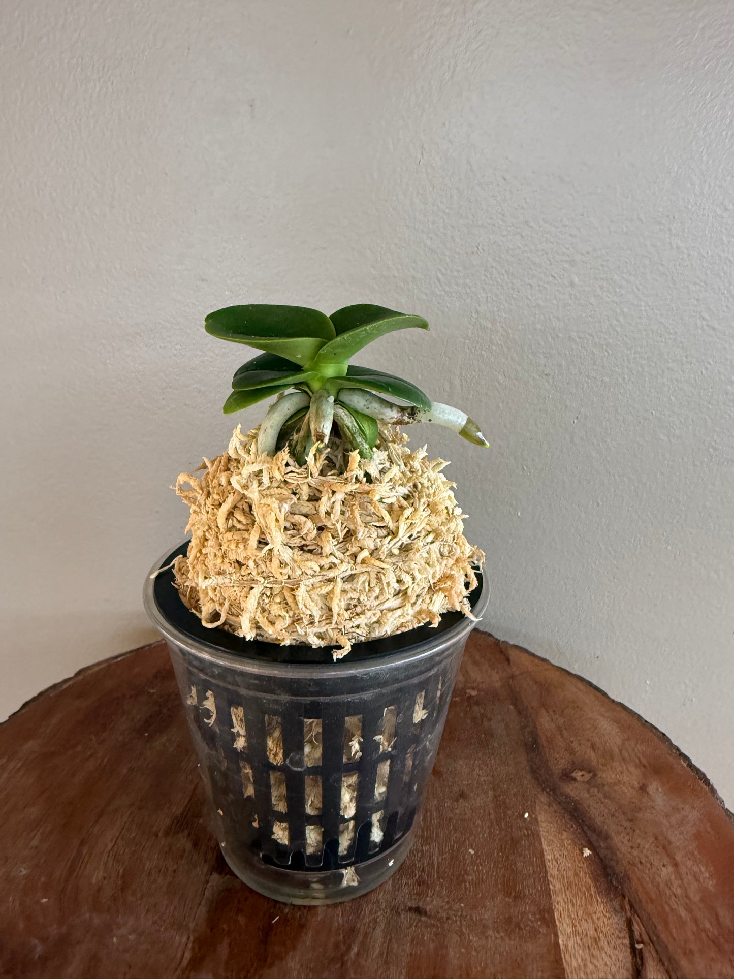 Sedirea japonica Minmaru 明丸