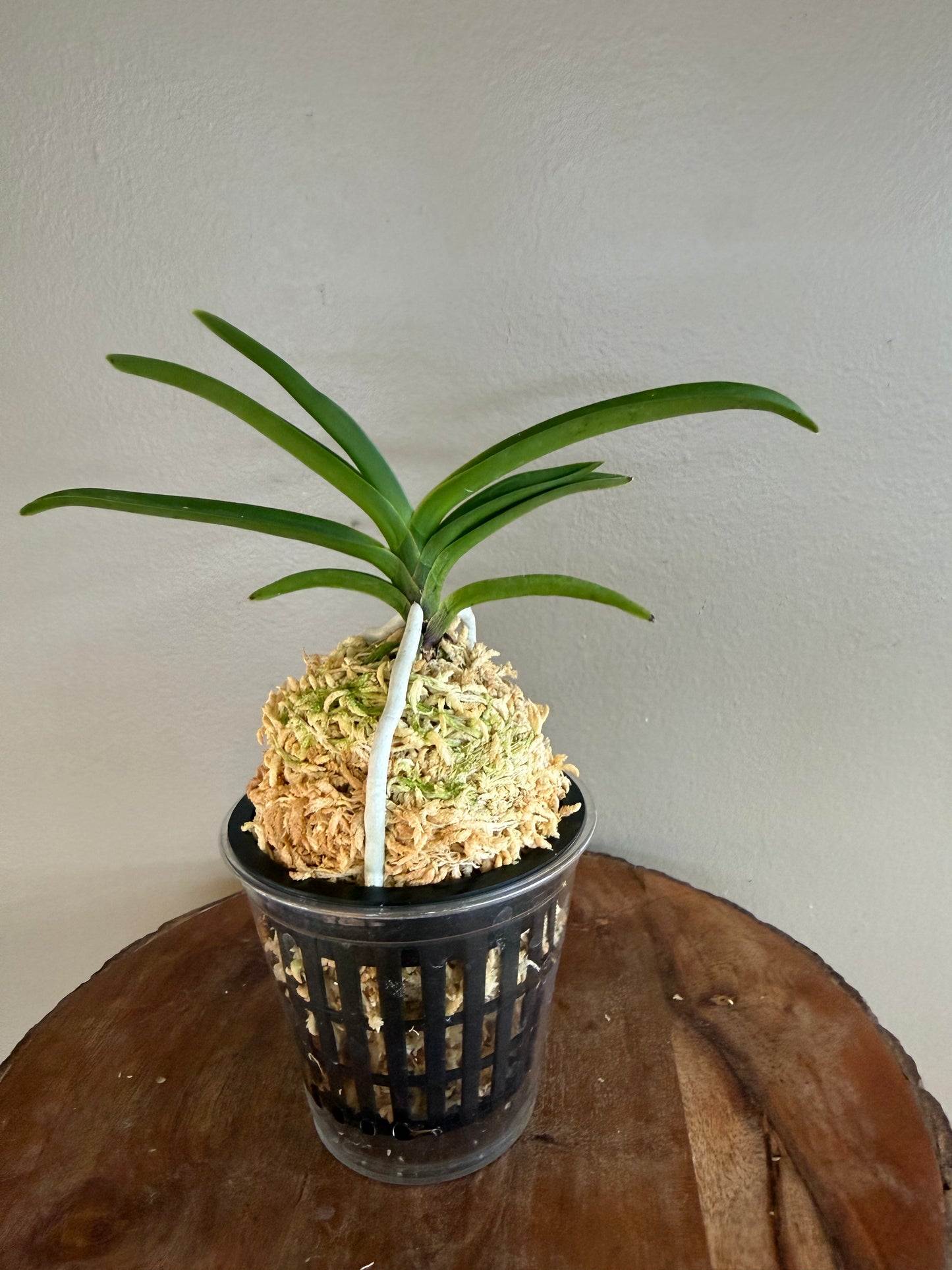 Neofinetia falcata Jahongseon (3spur)紫紅仙