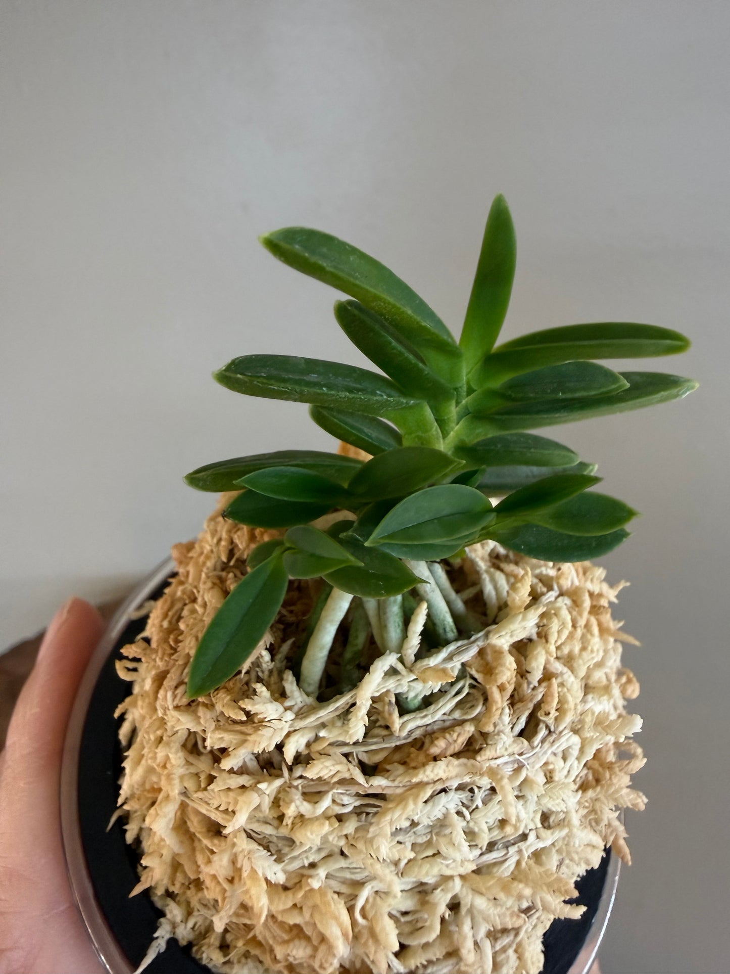 Neofinetia falcata Kirinmaru 麒麟丸