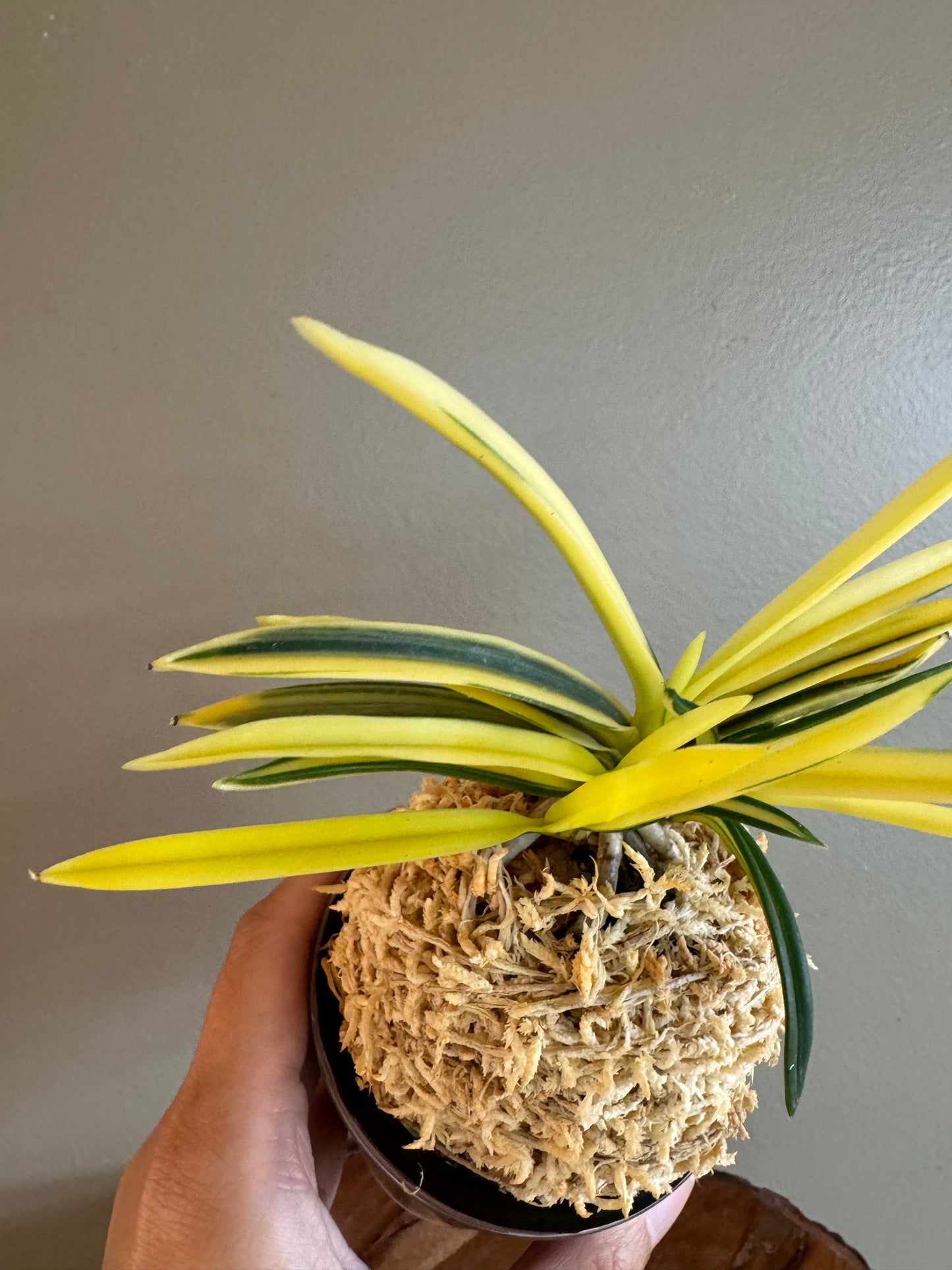 Neofinetia falcata Gojo Nakafu 御城中班