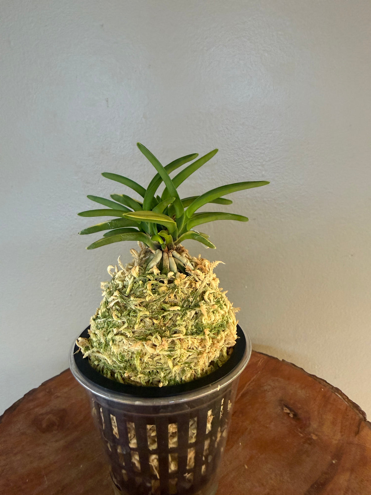 Neofinetia falcata Kinkujaku 金孔雀