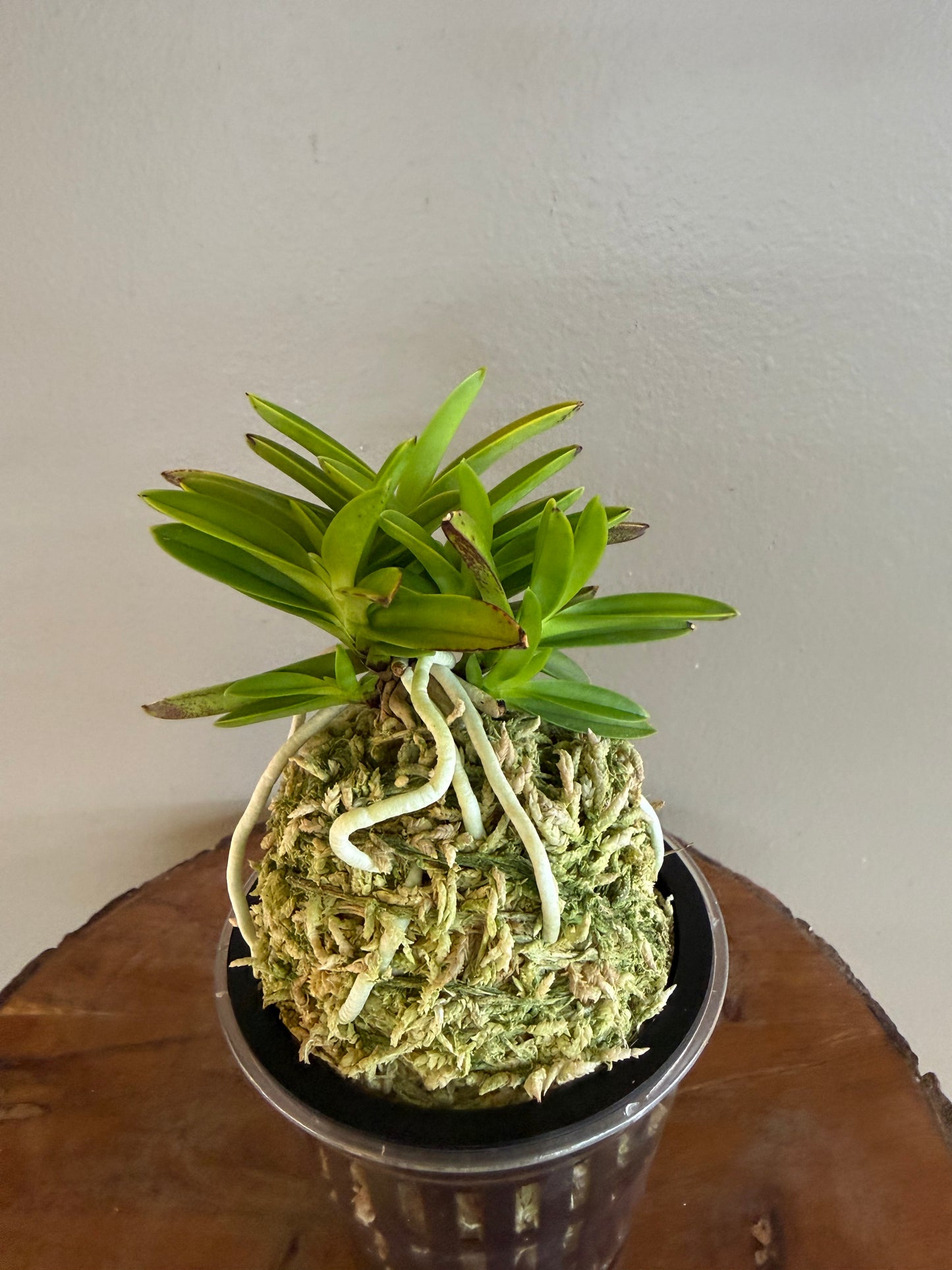 Neofinetia falcata Okjam 玉簪