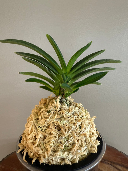 Neofinetia falcata Suminagashi 墨流