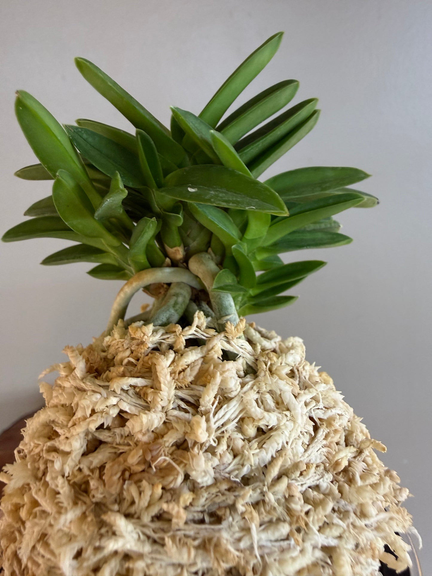 Neofinetia falcata Ryokuho 緑宝