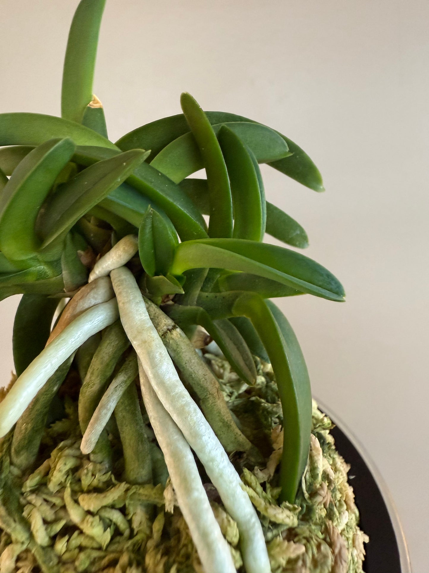 Neofinetia falcata Suikaden 翠華殿