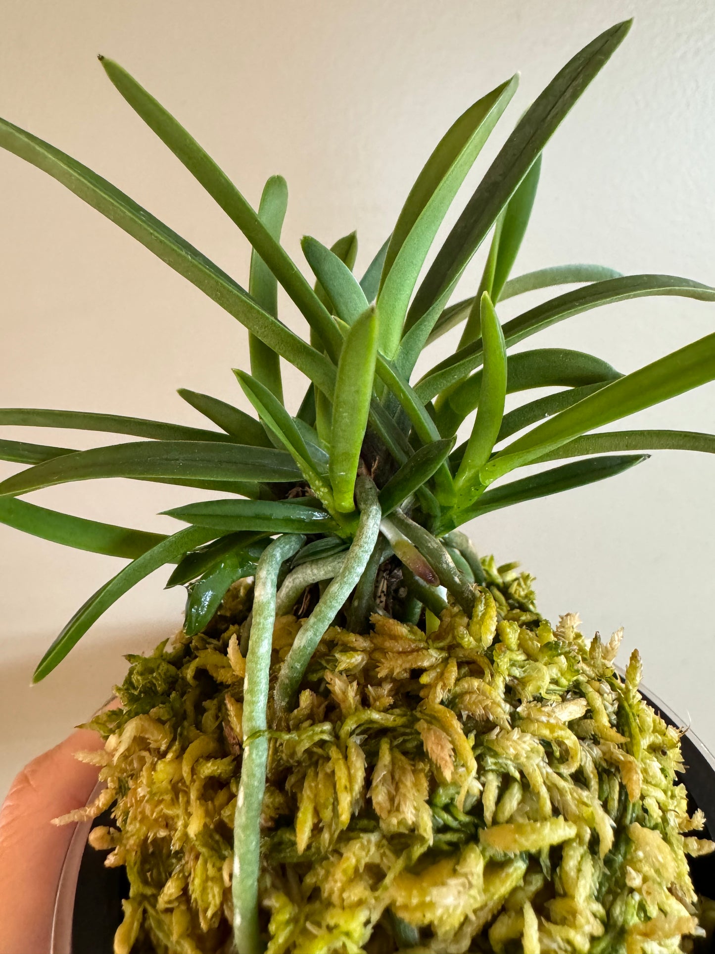 Neofinetia falcata Hisui 翡翠