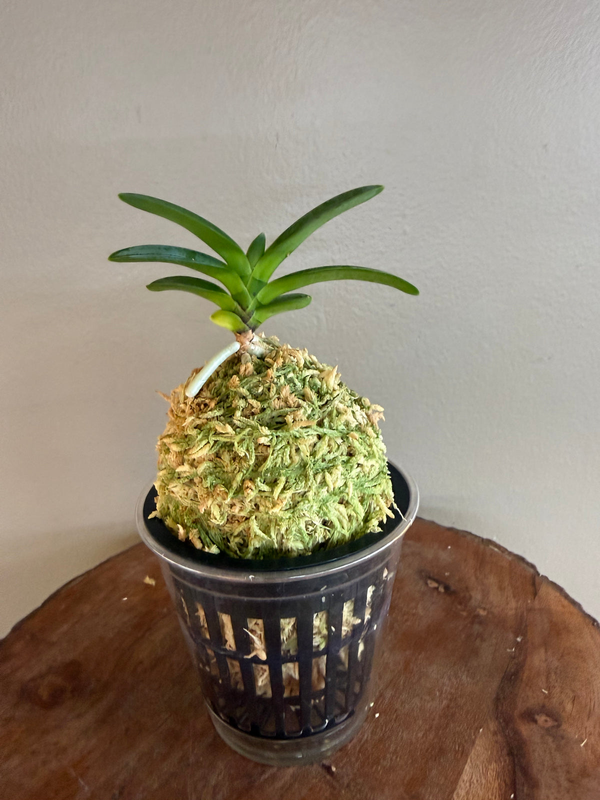 Neofinetia falcata Hwangok 黃玉