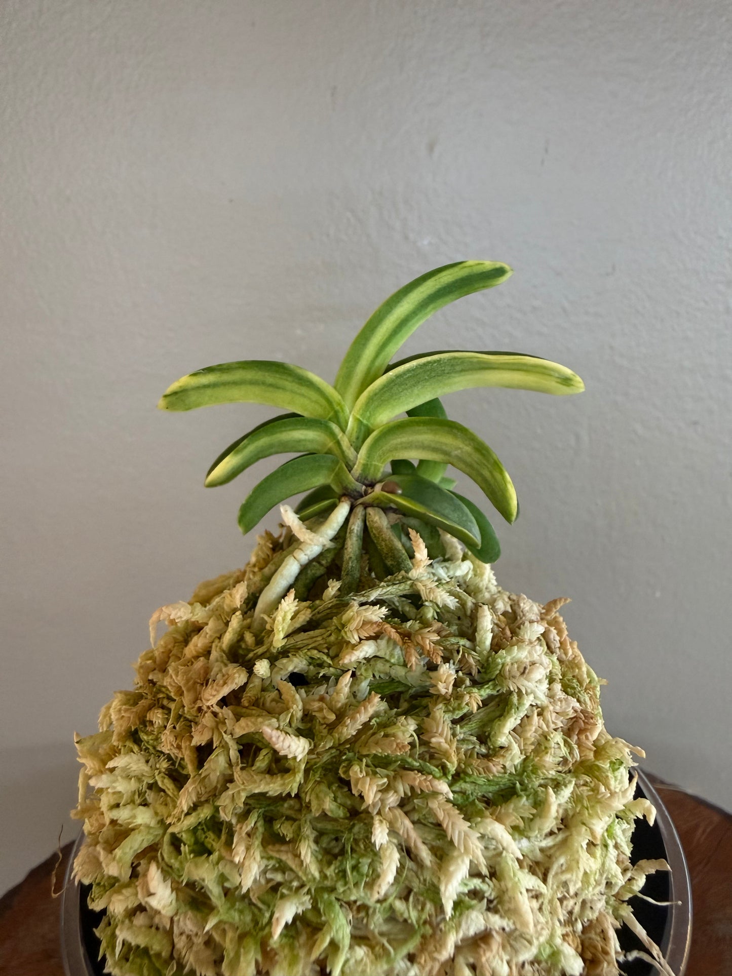 Neofinetia falcata Kakuozan 覚王山