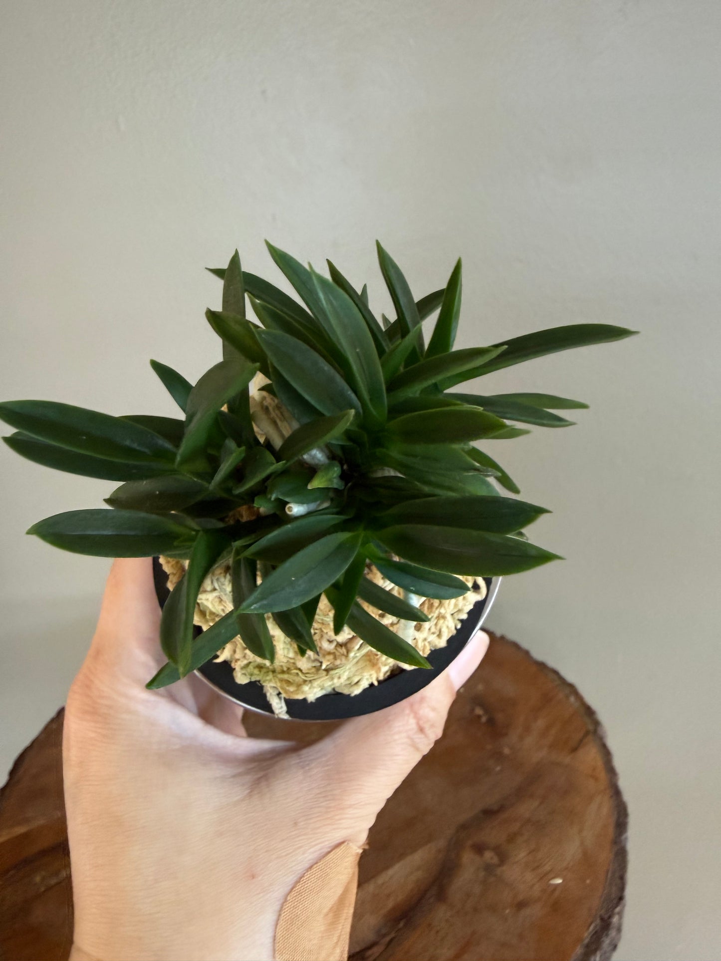 Neofinetia falcata Tamakongo 玉金剛
