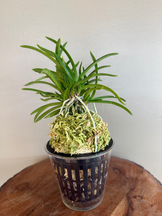 Neofinetia falcata Furan 風蘭