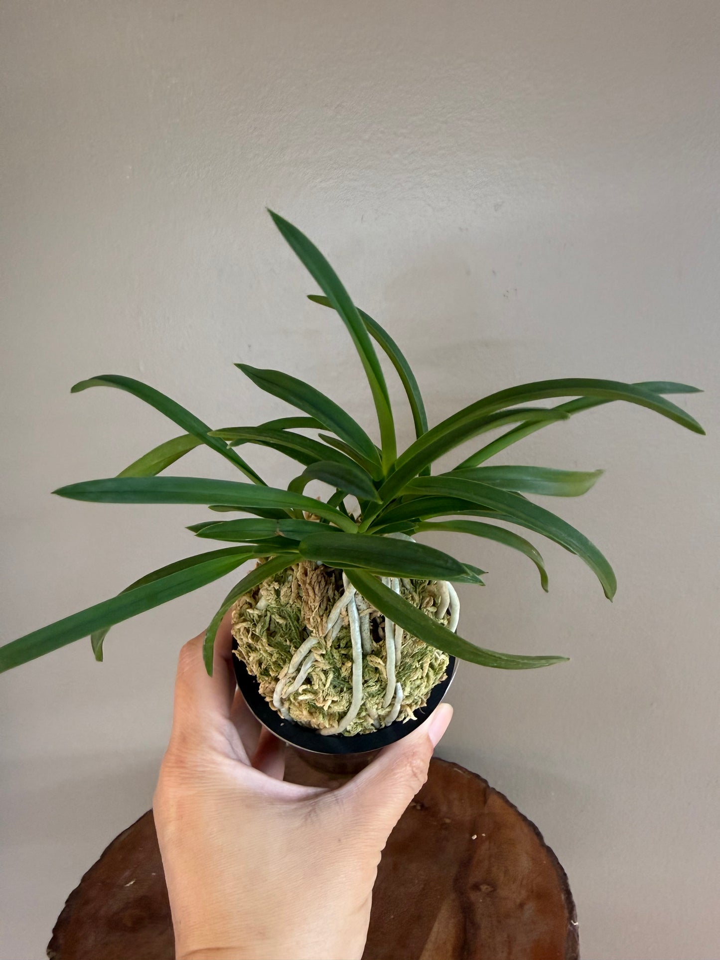 Neofinetia falcata Jangjahong 長紫紅