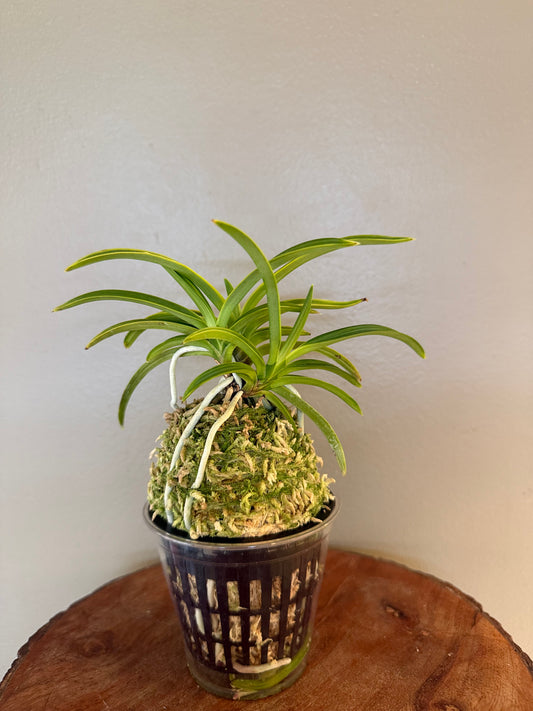 Neofinetia falcata Seoljungsong 雪中松