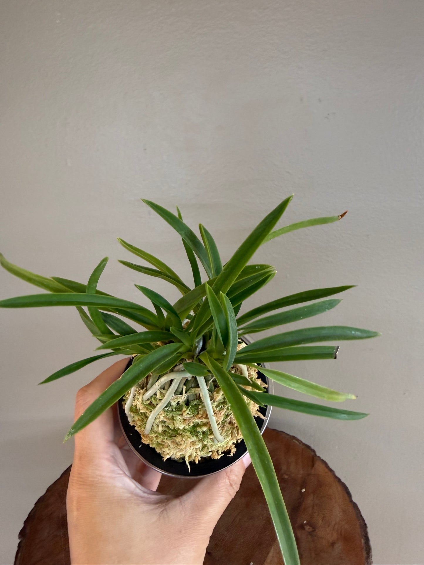 Neofinetia falcata Kibana 黃花