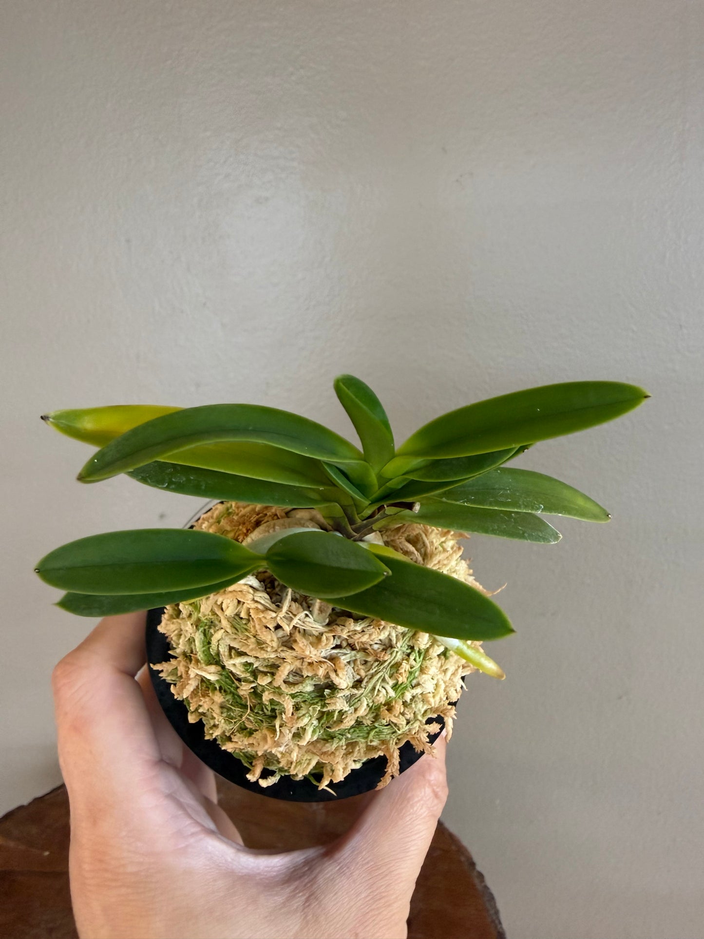 Neofinetia falcata Geumjeong 金頂