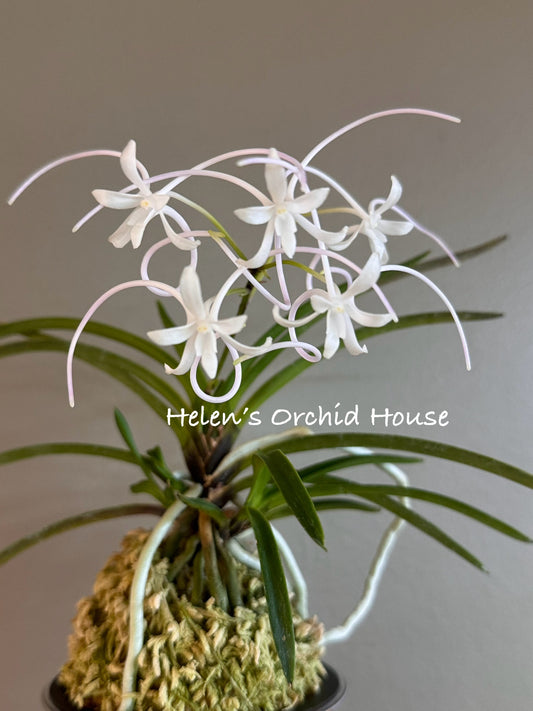Neofinetia falcata Manjushage 曼珠沙華